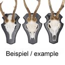 1 piece deer buck trophy plaque, large, with 1 jaw compartment, dark oak AF 21 x 13 cm