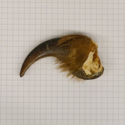 GRIZZLY Bear claw Claw length 6.7 cm Left front claw Bear with permission for sale