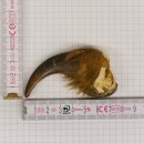 GRIZZLY Bear claw Claw length 6.7 cm Left front claw Bear with permission for sale