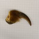 GRIZZLY Bear claw Claw length 6.7 cm Left front claw Bear with permission for sale