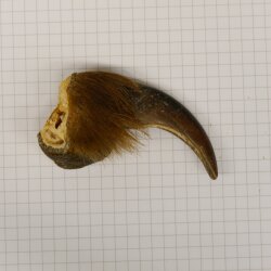 GRIZZLY Bear claw Claw length 6.7 cm Left front claw Bear with permission for sale