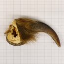 GRIZZLY Bear claw Claw length 6.8 cm Left front claw Bear with permission for sale