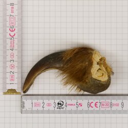 GRIZZLY Bear claw Claw length 6.8 cm Left front claw Bear with permission for sale