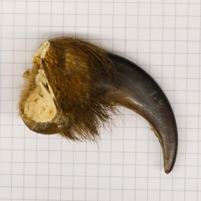 GRIZZLY Bear claw Claw length 7 cm Right front claw Bear with permission for sale