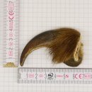 GRIZZLY Bear claw Claw length 7 cm Right front claw Bear with permission for sale