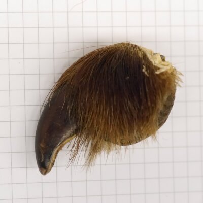 GRIZZLY Garra de oso Longitud de la garra: 4 cm Garra trasera derecha Oso con permiso para la venta