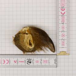 GRIZZLY Garra de oso Longitud de la garra: 4 cm Garra trasera derecha Oso con permiso para la venta