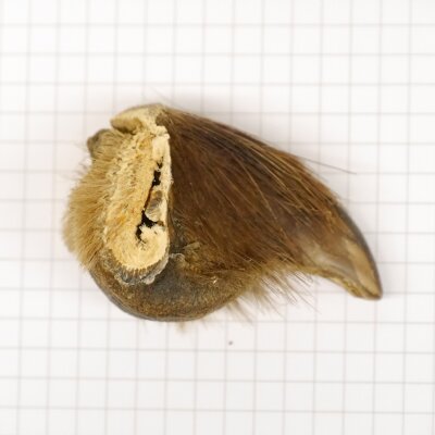 GRIZZLY Griffe dours Longueur de la griffe 3,7 cm Griffe arrière droite Ours avec autorisation de vente