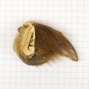 GRIZZLY Griffe dours Longueur de la griffe 3,7 cm Griffe arrière droite Ours avec autorisation de vente