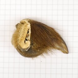GRIZZLY Griffe dours Longueur de la griffe 3,7 cm Griffe arrière droite Ours avec autorisation de vente