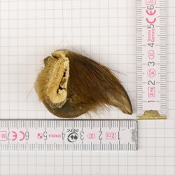 GRIZZLY Griffe dours Longueur de la griffe 3,7 cm Griffe arrière droite Ours avec autorisation de vente
