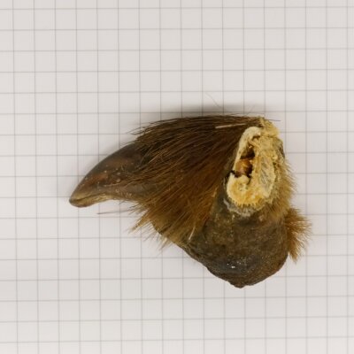 GRIZZLY Griffe dours Longueur de la griffe 3,4 cm Griffe arrière droite de lours Autorisation de vente