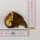 GRIZZLY Artiglio di orso Lunghezza artiglio 3,4 cm...