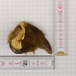 GRIZZLY Griffe dours Longueur de la griffe 3,4 cm Griffe arrière droite de lours Autorisation de vente