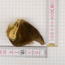 GRIZZLY Artiglio di orso Lunghezza artiglio 3,1 cm...
