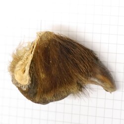 GRIZZLY Griffe dours Longueur de la griffe 3,1 cm Griffe arrière droite de lours Autorisation de vente