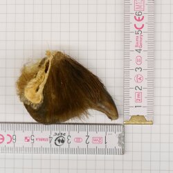 GRIZZLY Griffe dours Longueur de la griffe 3,1 cm Griffe arrière droite de lours Autorisation de vente
