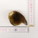 GRIZZLY Artiglio di orso Lunghezza artiglio 3,0 cm...