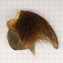 GRIZZLY Artiglio di orso Lunghezza artiglio 3,6 cm...