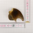 GRIZZLY Artiglio di orso Lunghezza artiglio 3,6 cm...