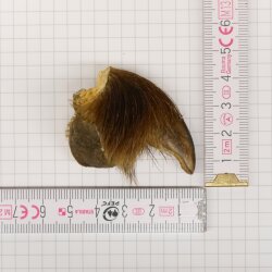 GRIZZLY Griffe dours Longueur de la griffe 3,6 cm Griffe arrière gauche Ours avec autorisation de vente