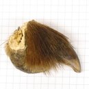 GRIZZLY Artiglio di orso Lunghezza artiglio 3,3 cm...