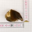 GRIZZLY Artiglio di orso Lunghezza artiglio 3,3 cm...