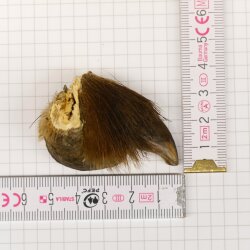 GRIZZLY Griffe dours Longueur de la griffe 3,3 cm Griffe arrière gauche de lours Autorisation de vente