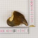 GRIZZLY Artiglio di orso Lunghezza artiglio 3,0 cm...