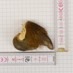 GRIZZLY Bärenkralle Krallenlänge 3,0 cm linke Hinterfußkralle Bär mit Genehmigung zum Verkauf