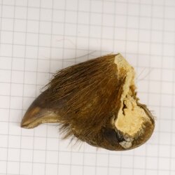 GRIZZLY Bärenkralle Krallenlänge 3,0 cm linke Hinterfußkralle Bär mit Genehmigung zum Verkauf
