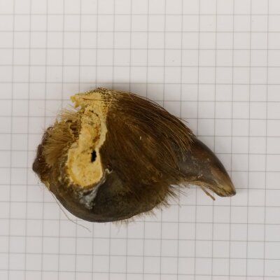 GRIZZLY Griffe dours Longueur de la griffe : 2,9 cm Griffe arrière gauche Ours avec autorisation de vente