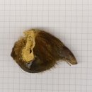 GRIZZLY Artiglio di orso Lunghezza artiglio 2,9 cm...