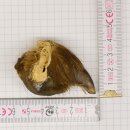 GRIZZLY Artiglio di orso Lunghezza artiglio 2,9 cm...