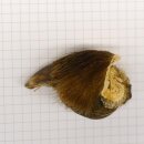 GRIZZLY Griffe dours Longueur de la griffe : 2,9 cm Griffe arrière gauche Ours avec autorisation de vente