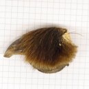 GRIZZLY Griffe dours Longueur de la griffe 3 cm Griffe arrière gauche Ours avec autorisation de vente