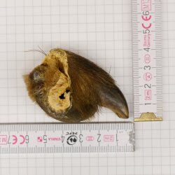GRIZZLY Griffe dours Longueur de la griffe 3 cm Griffe arrière gauche Ours avec autorisation de vente