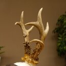 Rehgeweih Gewicht 370 g HL bis 21,2 cm sehr starker abnormer Rehbock Bock Reh Geweih Gehörn Schild
