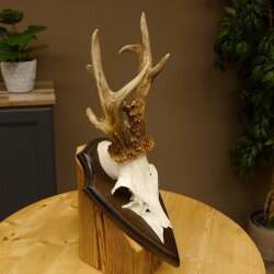 Rehgeweih Gewicht 370 g HL bis 21,2 cm sehr starker abnormer Rehbock Bock Reh Geweih Gehörn Schild