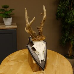 Rehgeweih Gewicht 370 g HL bis 21,2 cm sehr starker abnormer Rehbock Bock Reh Geweih Gehörn Schild