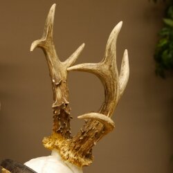Rehgeweih Gewicht 370 g HL bis 21,2 cm sehr starker abnormer Rehbock Bock Reh Geweih Gehörn Schild