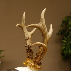 Rehgeweih Gewicht 370 g HL bis 21,2 cm sehr starker abnormer Rehbock Bock Reh Geweih Gehörn Schild