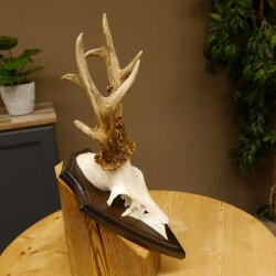 Rehgeweih Gewicht 370 g HL bis 21,2 cm sehr starker abnormer Rehbock Bock Reh Geweih Gehörn Schild