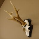 Deer antlers, medal class bronze, 365 g, CIC 106.55, IP HL up to 24.1 cm, buck deer antlers, horns, shield
