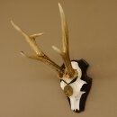 Deer antlers, medal class bronze, 365 g, CIC 106.55, IP HL up to 24.1 cm, buck deer antlers, horns, shield