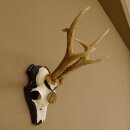 Deer antlers, medal class bronze, 365 g, CIC 106.55, IP HL up to 24.1 cm, buck deer antlers, horns, shield