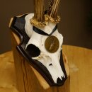 Deer antlers, medal class bronze, 365 g, CIC 106.55, IP HL up to 24.1 cm, buck deer antlers, horns, shield