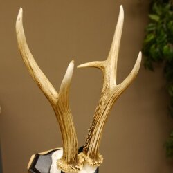 Deer antlers, medal class bronze, 365 g, CIC 106.55, IP HL up to 24.1 cm, buck deer antlers, horns, shield