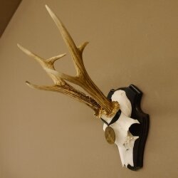 Deer antlers, medal class bronze, 365 g, CIC 106.55, IP HL up to 24.1 cm, buck deer antlers, horns, shield