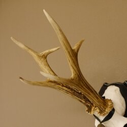 Deer antlers, medal class bronze, 365 g, CIC 106.55, IP HL up to 24.1 cm, buck deer antlers, horns, shield